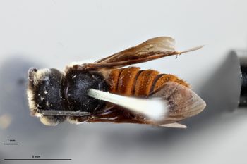 Media type: image;   Entomology 786038 Aspect: habitus dorsal view